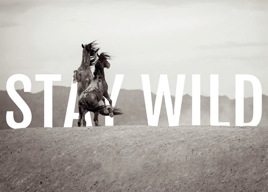 Interview with Grace Kuhn, Communications Director for The American Wild Horse Campaign