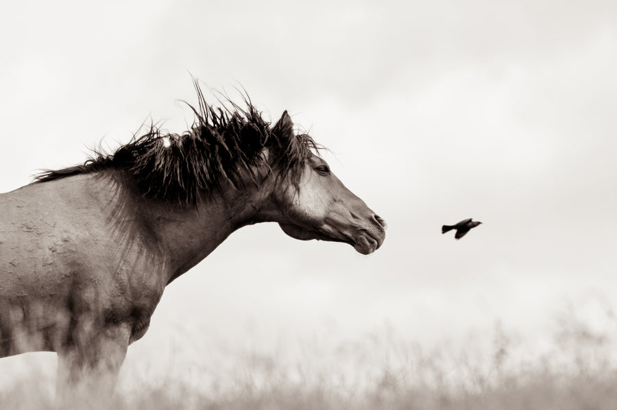 the FLIGHT of HONOR