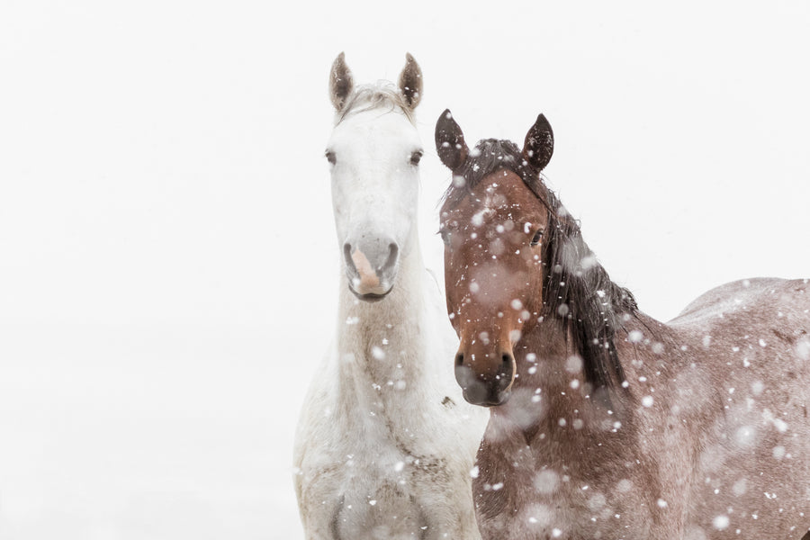 Snowy 8 x 12 Framed Metal