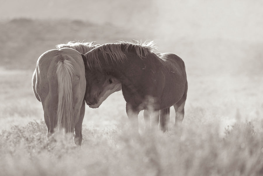 The Shape of Devotion