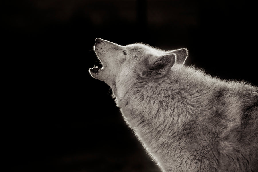 Song of the Wild