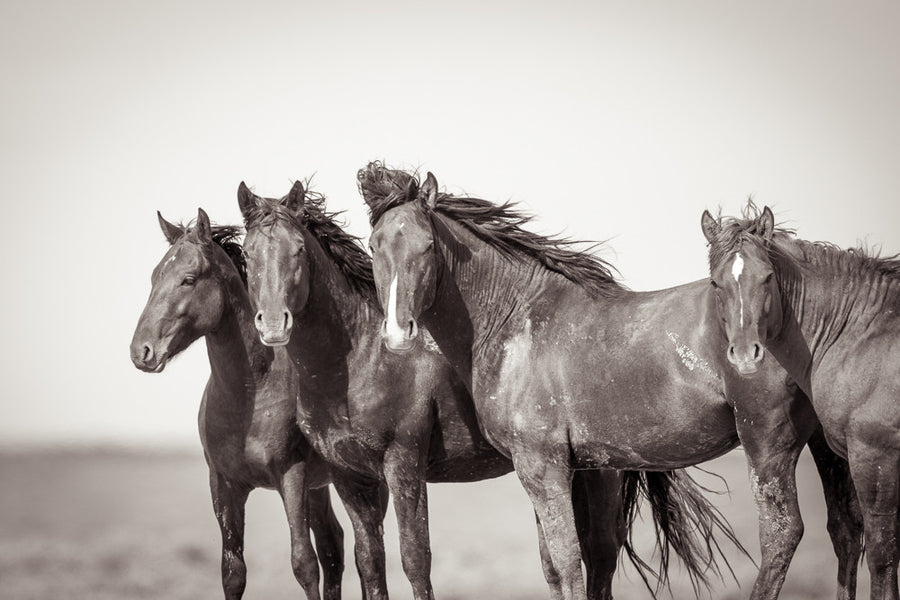Wild Rockstars