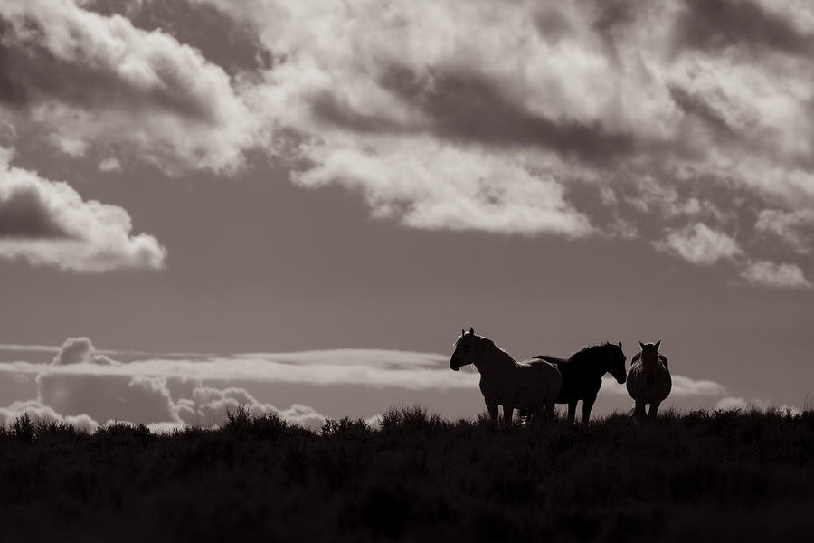 Lone Stars