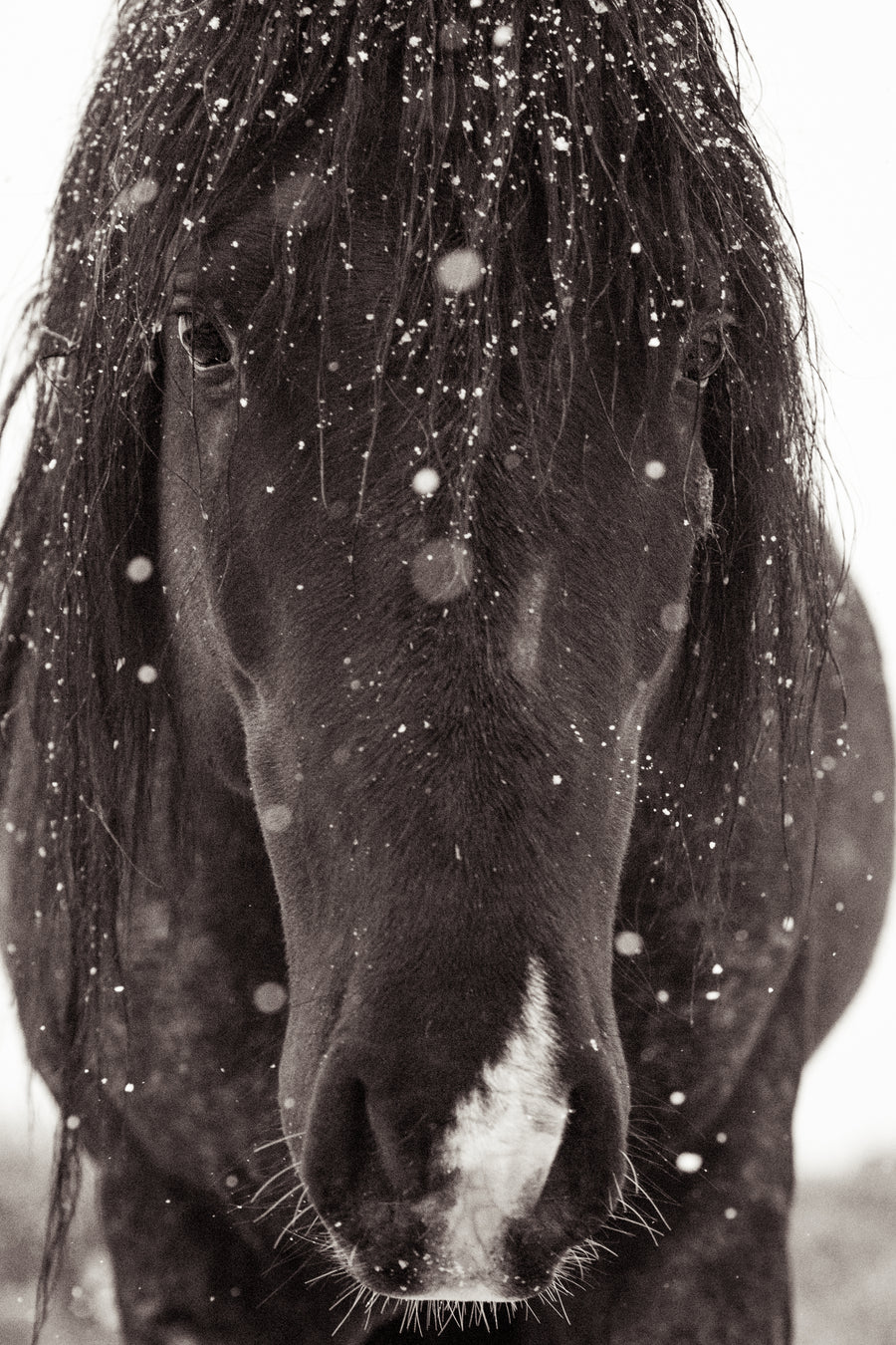 Rudolph